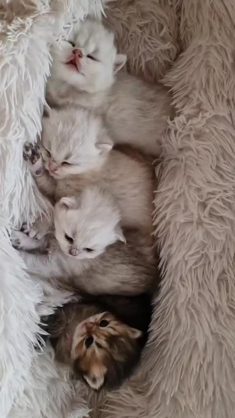 British Shorthair cats for sale: ❤ British Shorthair Kittens ❤ Silver ❤ Healthy ❤ - Video 1