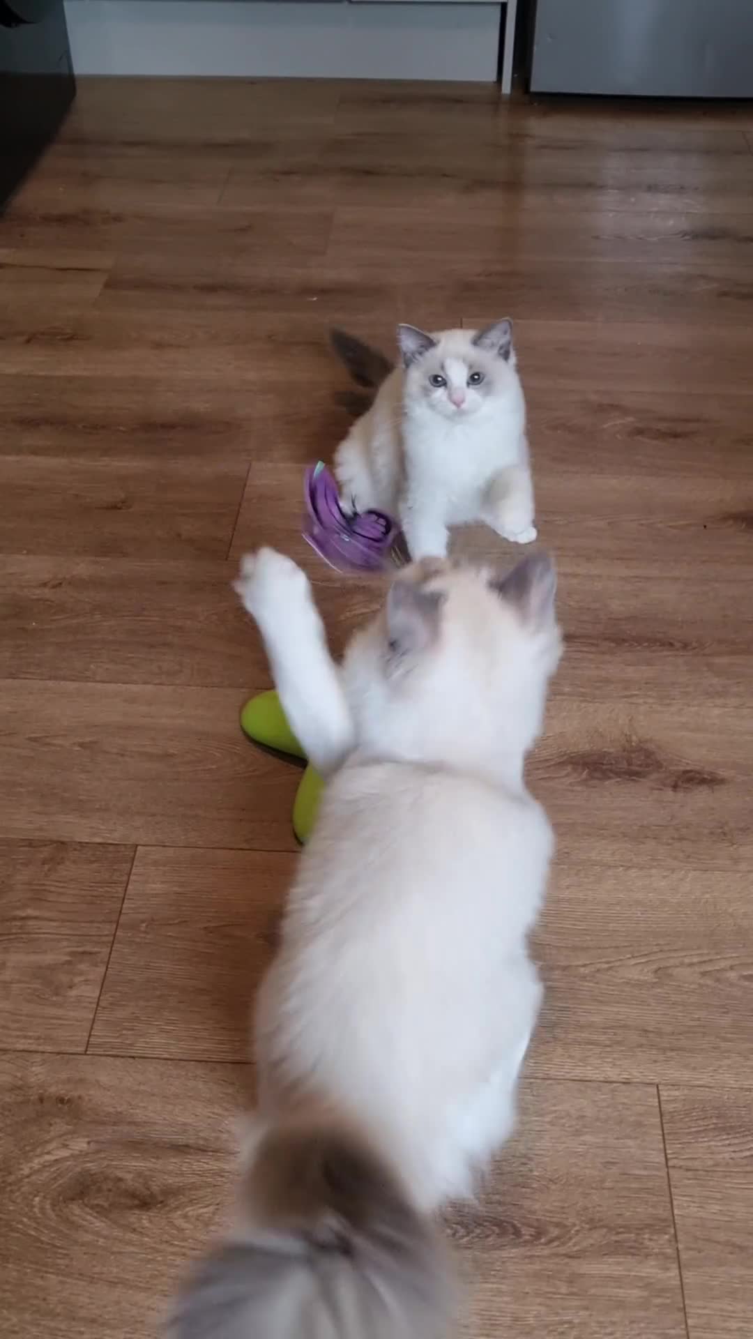 Ragdoll cats for sale: 💕Beautiful TICA Ragdolls Kittens 💕 - Video 2
