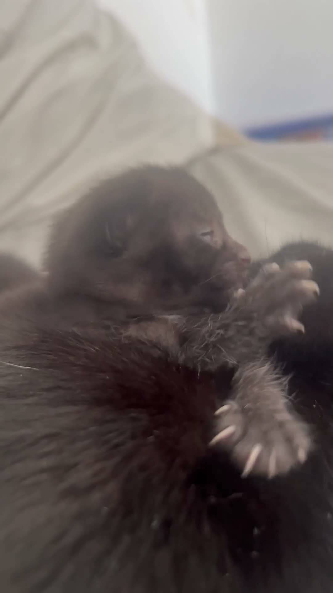 British Shorthair cats for sale: Small black female cat  in South Shields - Video 1