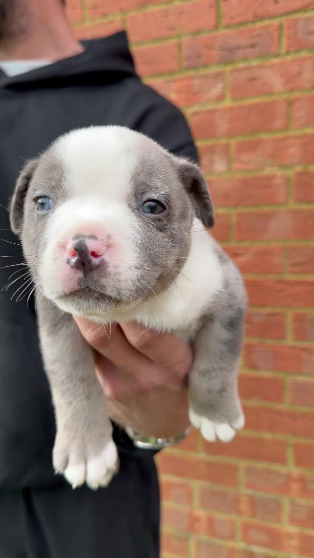 American Bully dogs for sale: American Pocket Bully VERY HIGH QUALITY  - Video 1