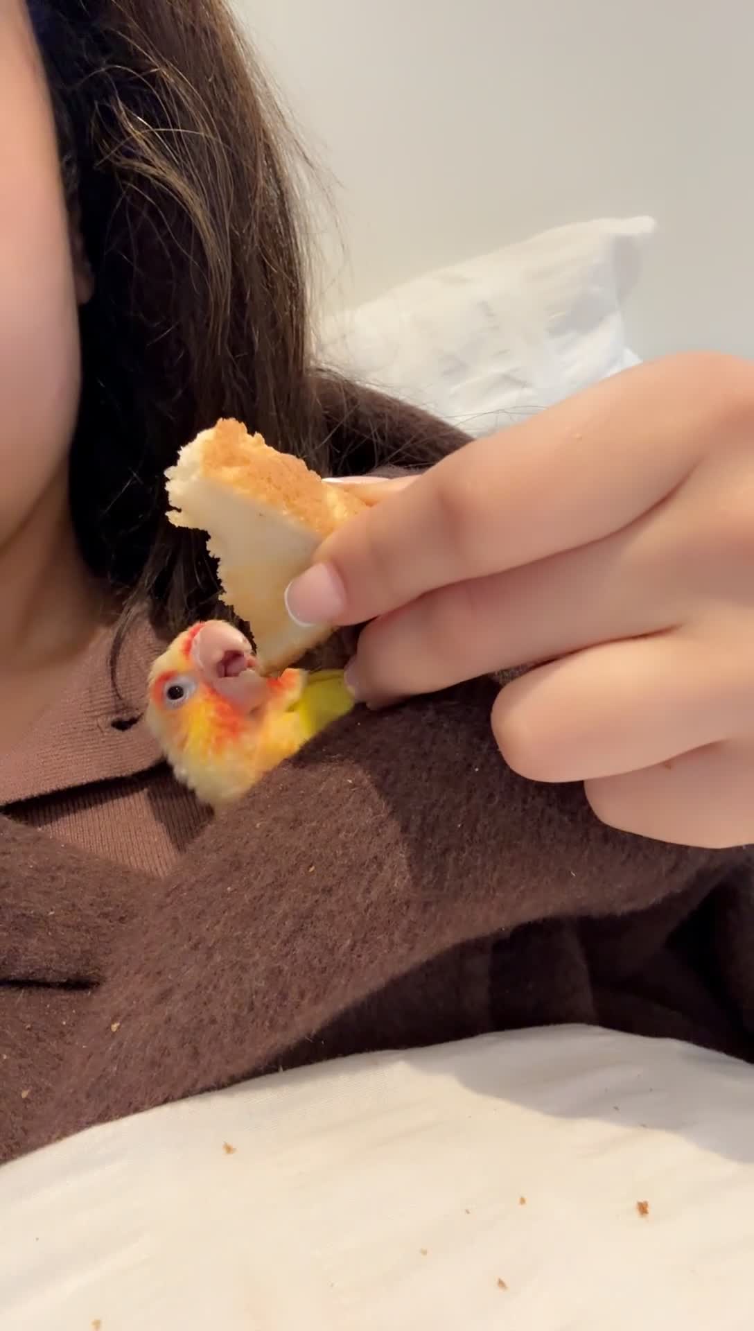 Conures birds for sale: Sunny the sunshine conure-baby-tamed-cockteil - Video 3