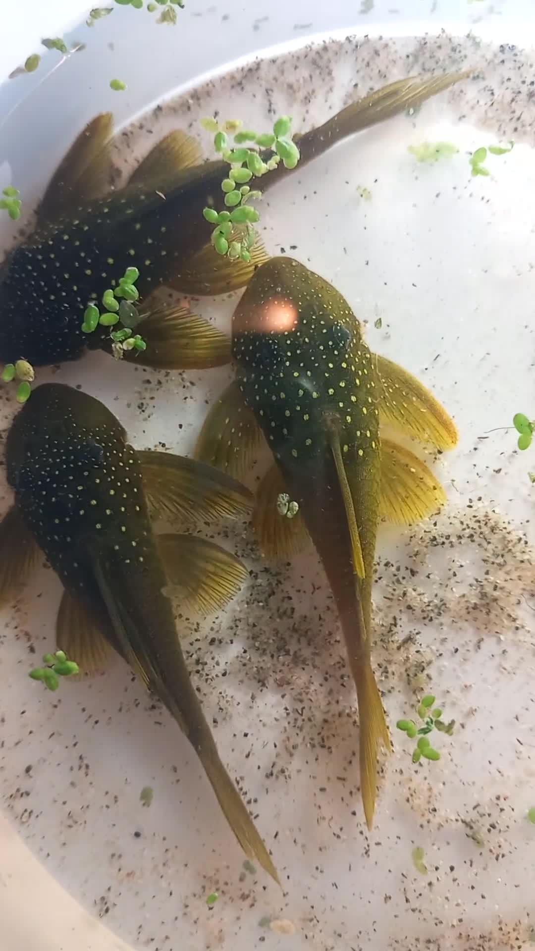 Plecos fish for sale: Bristlenose & Green Phantom plec, shrimps, Guppies - Video 1