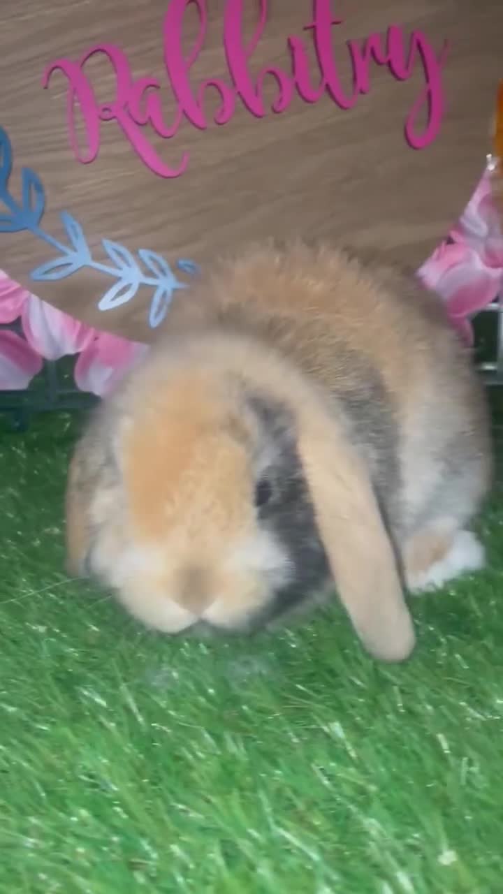 Netherland Dwarf rabbits for sale: Still available pedigree mini lop sisters 12/10/25 - Video 1