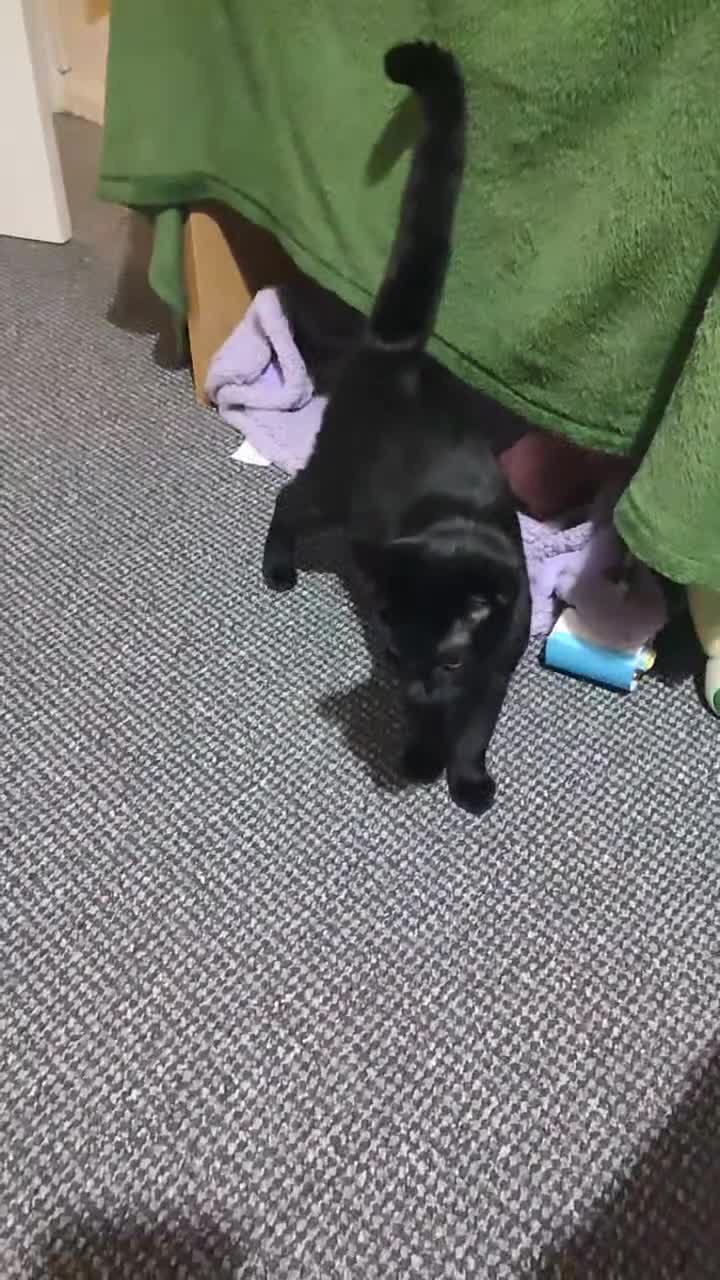 Bombay cats for sale: Litte Bombay cat  - Video 1