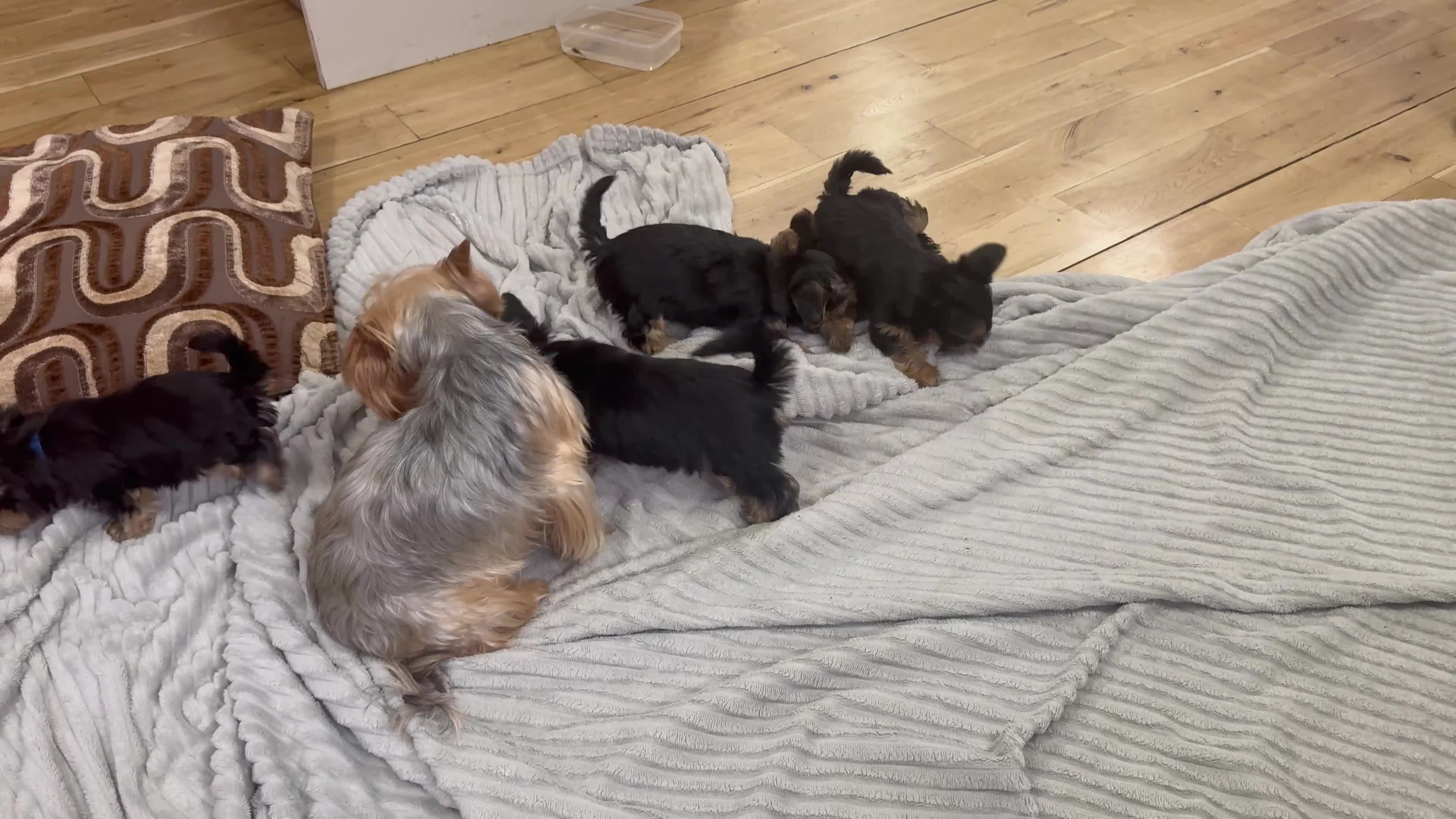 Yorkshire Terrier dogs for sale: Yorkshire Terrier puppies  - Video 1