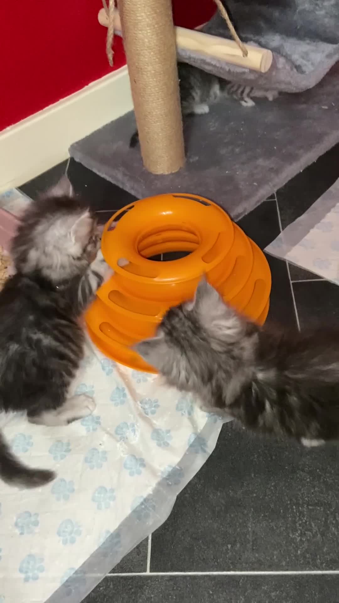 Maine Coon cats for sale: Maine Coon Kittens For Sale (Ready Soon) - Video 2