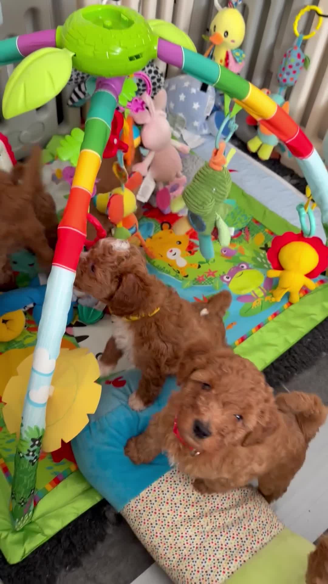 Australian Labradoodle dogs for sale: 🐾 Last 2 Australian labradoodle puppies 🐶 🐾 - Video 1