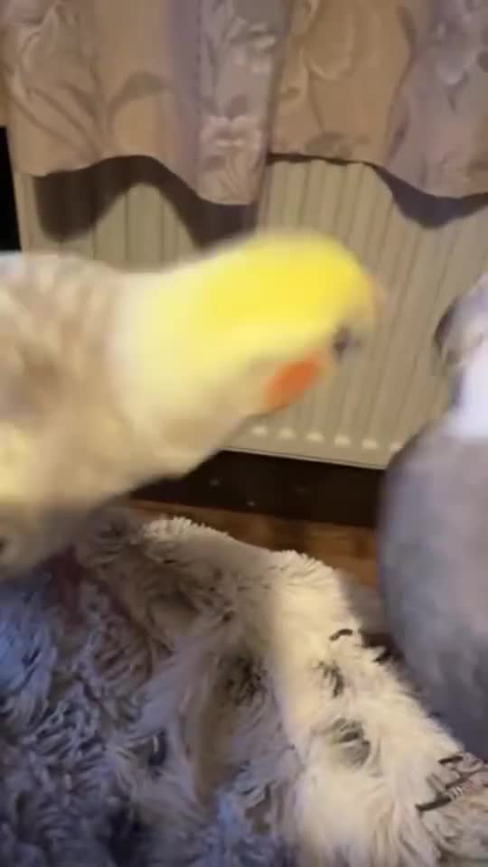 Cockatiels birds for sale: 2 TAME cockatiels. Breeding pair - Video 1