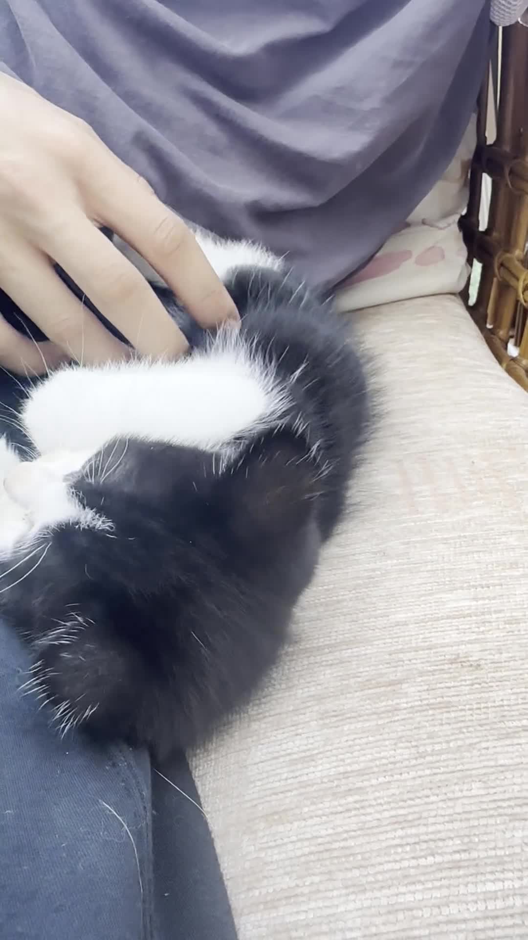 Ragdoll cats for sale: Ready now kitten- Ragdoll/British shorthair  - Video 3