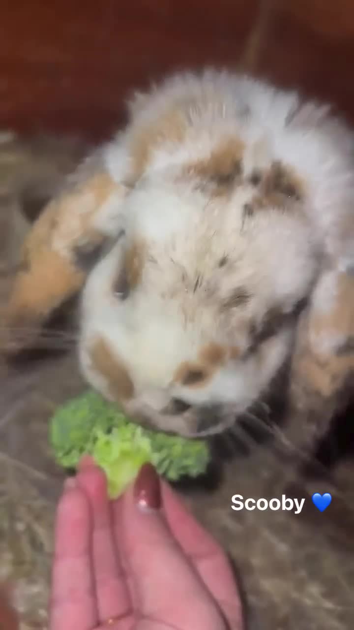 Mini Lop rabbits for sale: Rabbits looking for loving homes! - Video 3