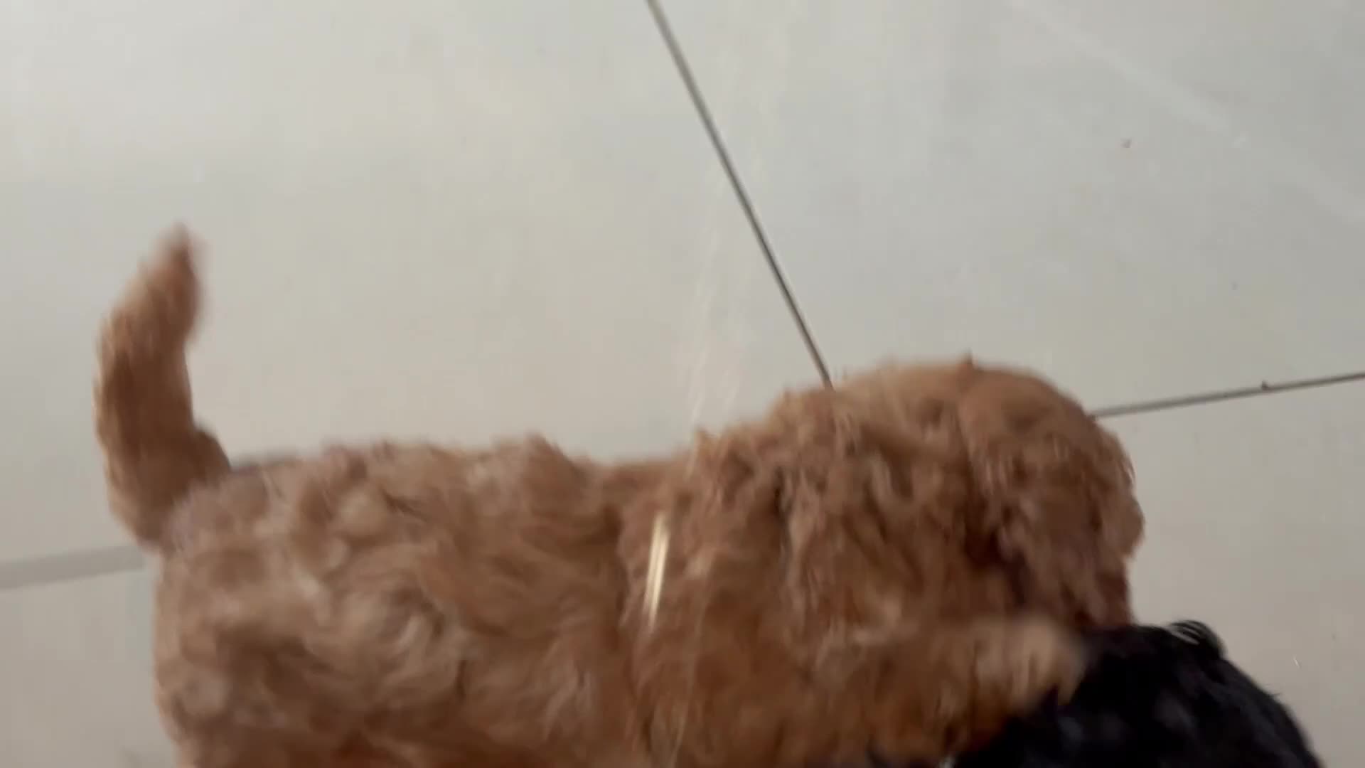 Toy Poodle dogs for sale: Outstanding health tested Petite Toy Poodie Pups  - Video 2