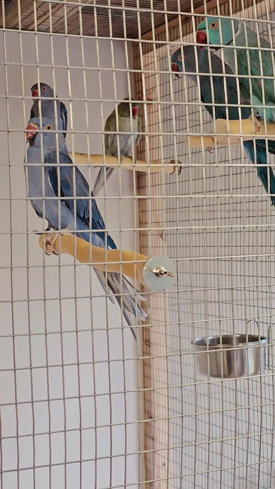Cockatiels birds for sale: Violet Indian Ringneck Hen for sale Breeding pairs - Video 1