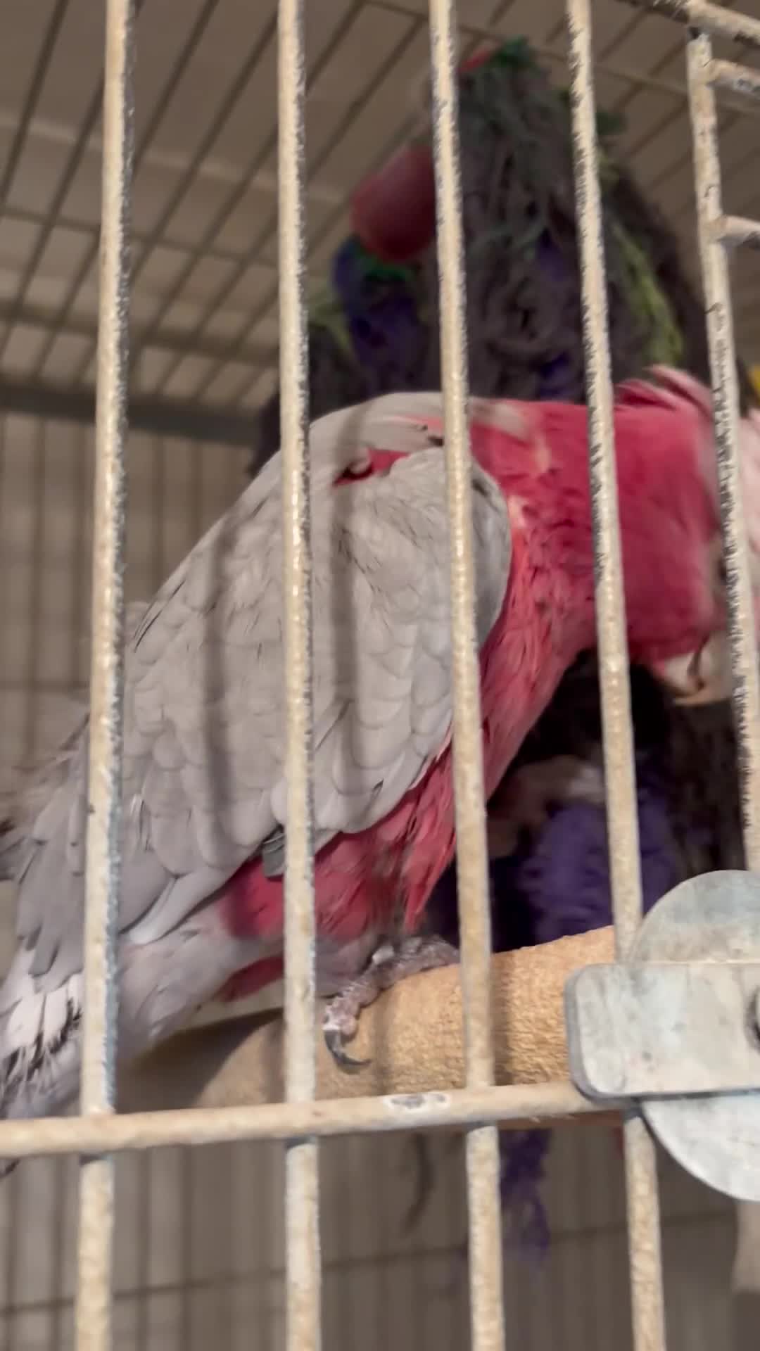 Cockatoo birds for sale: Galah Cockatoos  in Boston - Video 1