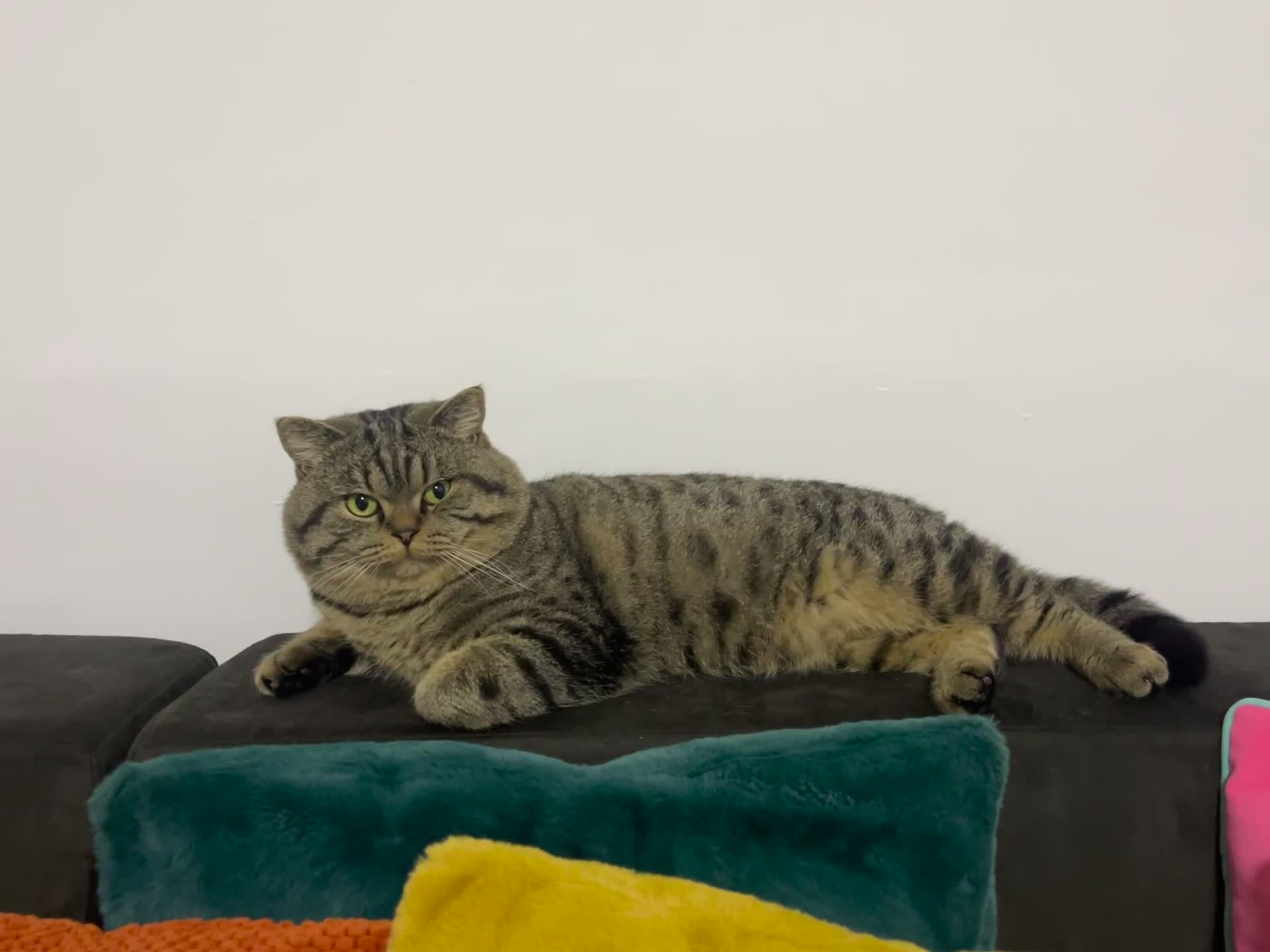 British Shorthair cats for sale: Large british shorthair boy very loving - Video 1