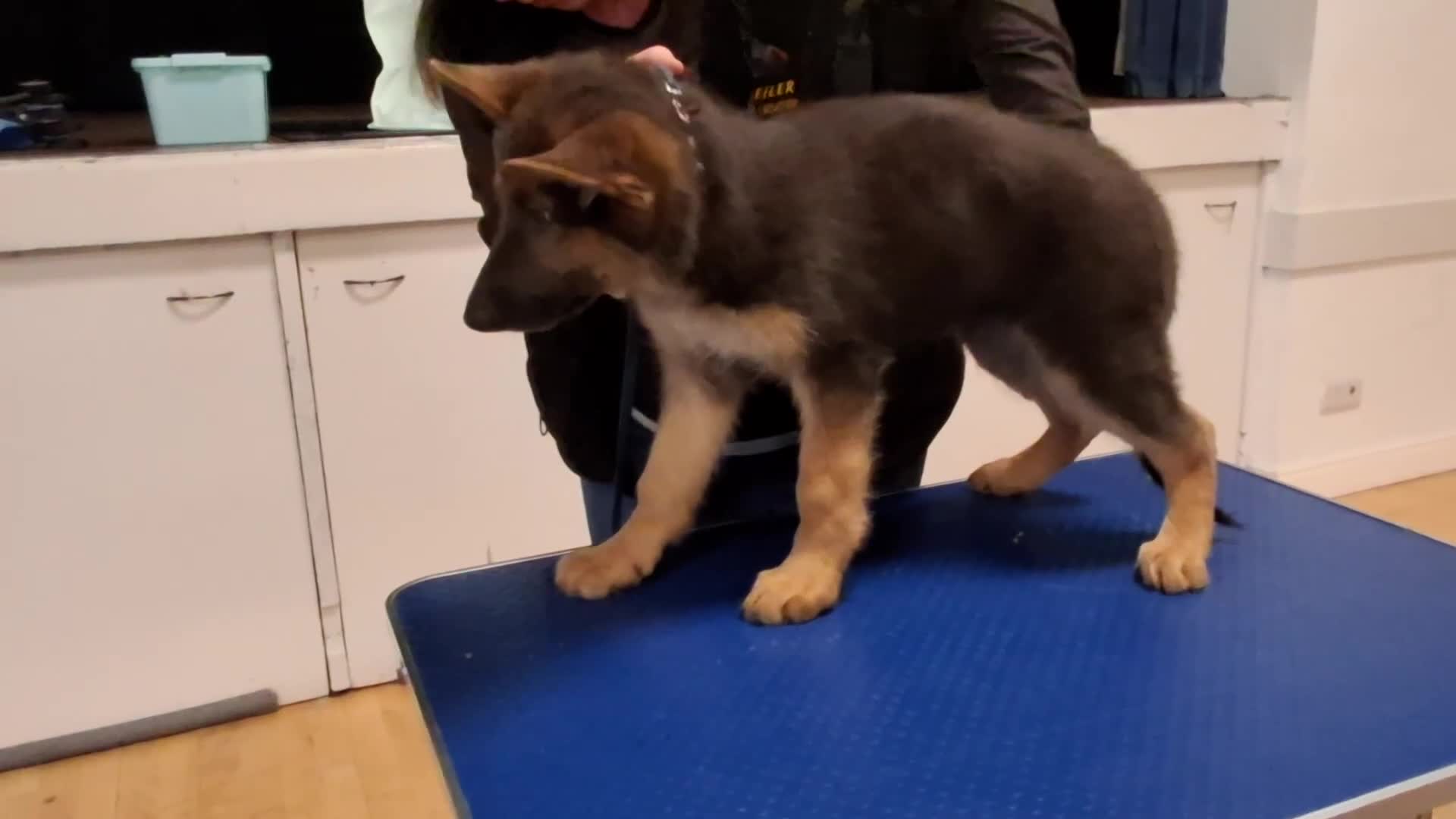 German Shepherd dogs for sale: KC Health Tested Gsd READY NOW! - Video 3