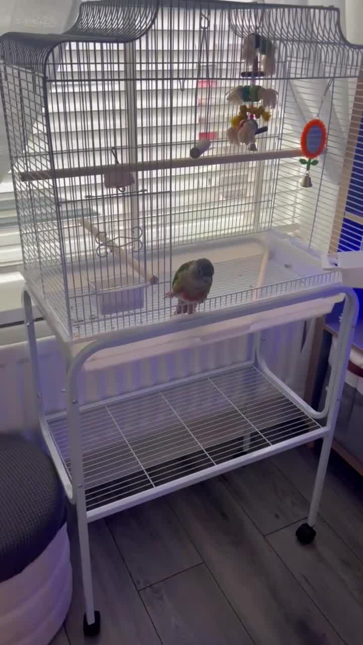 Conures birds for sale: Green cheeked Conure Talking - Video 1