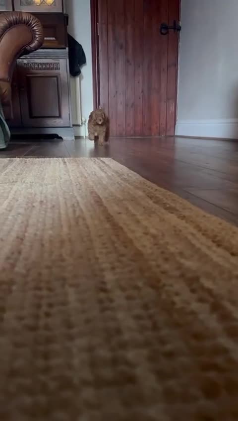 Cavapoo dogs for sale: Cavapoo puppies ready to leave on Mother’s Day  - Video 2