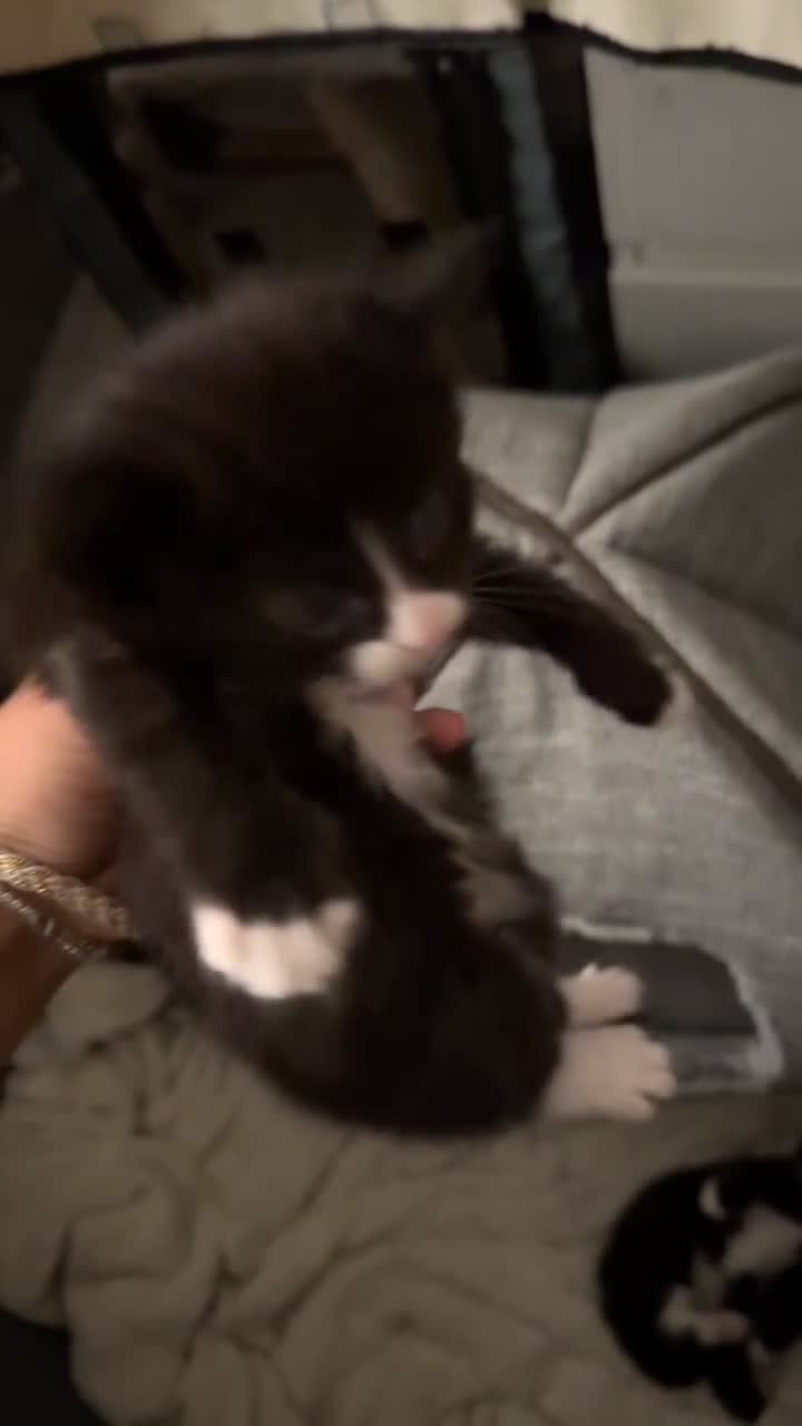 Mixed Breed cats for sale: 3 beautiful kittens  - Video 5