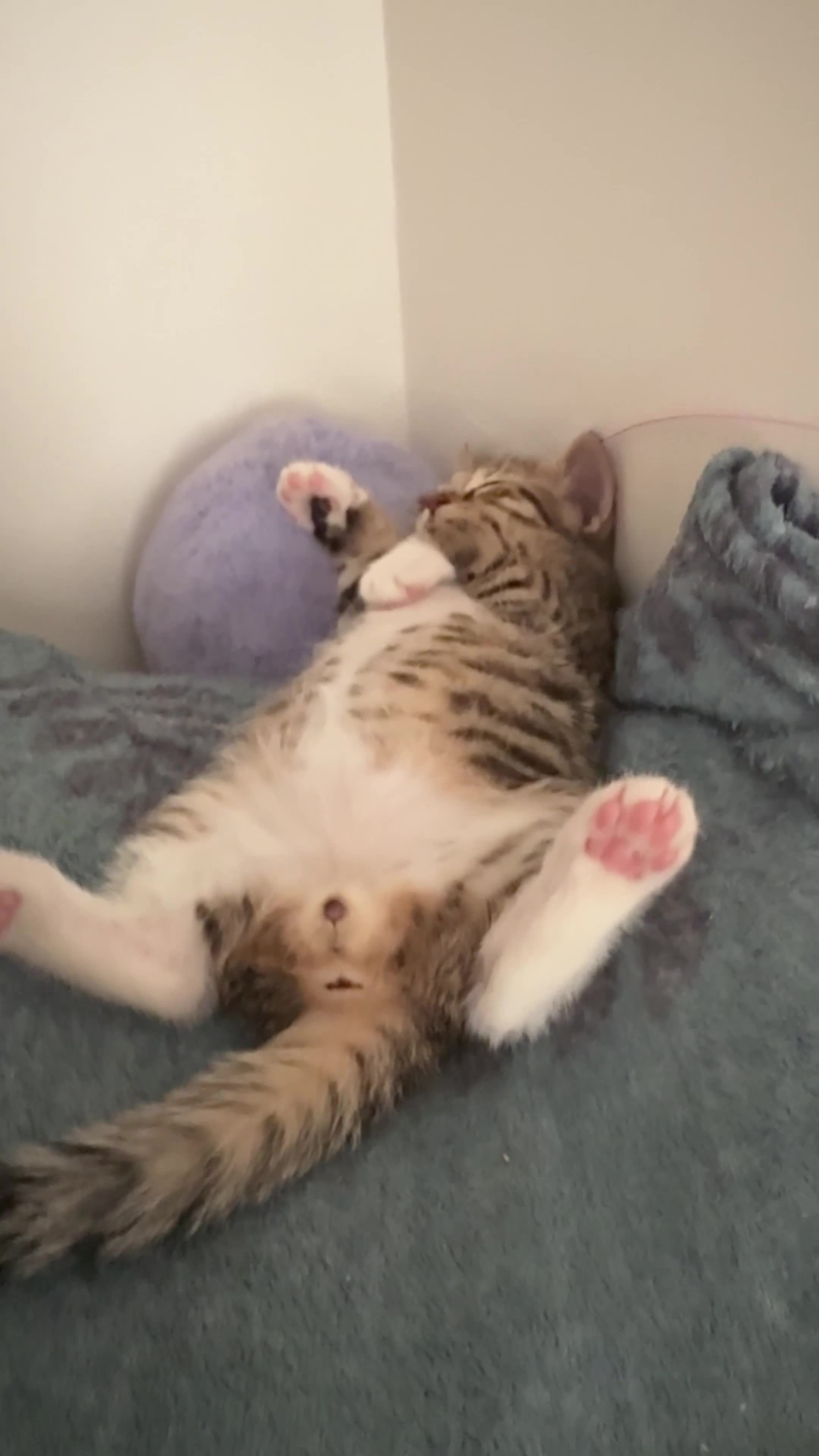 Mixed Breed cats for sale: Gorgeous little cartoon boy  - Video 2