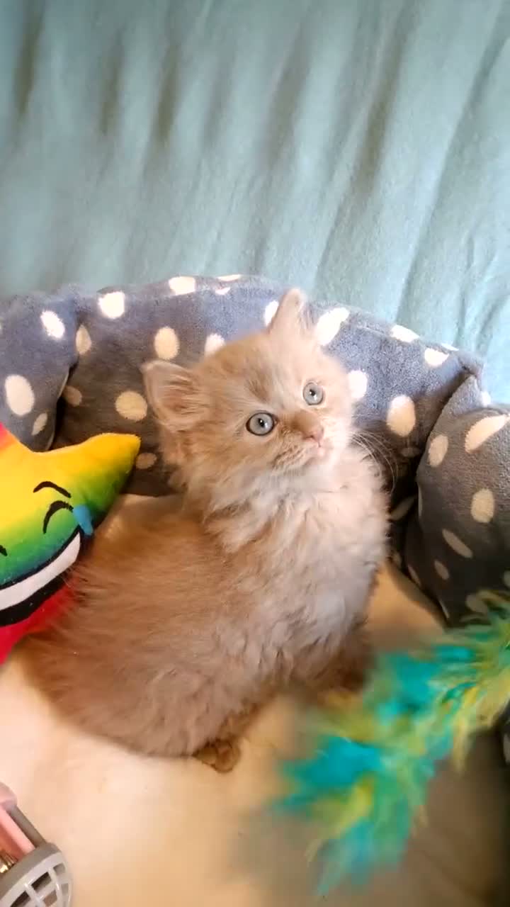 Ragdoll cats for sale: Rare beautiful Solid Fawn girl  in Telford - Video 2