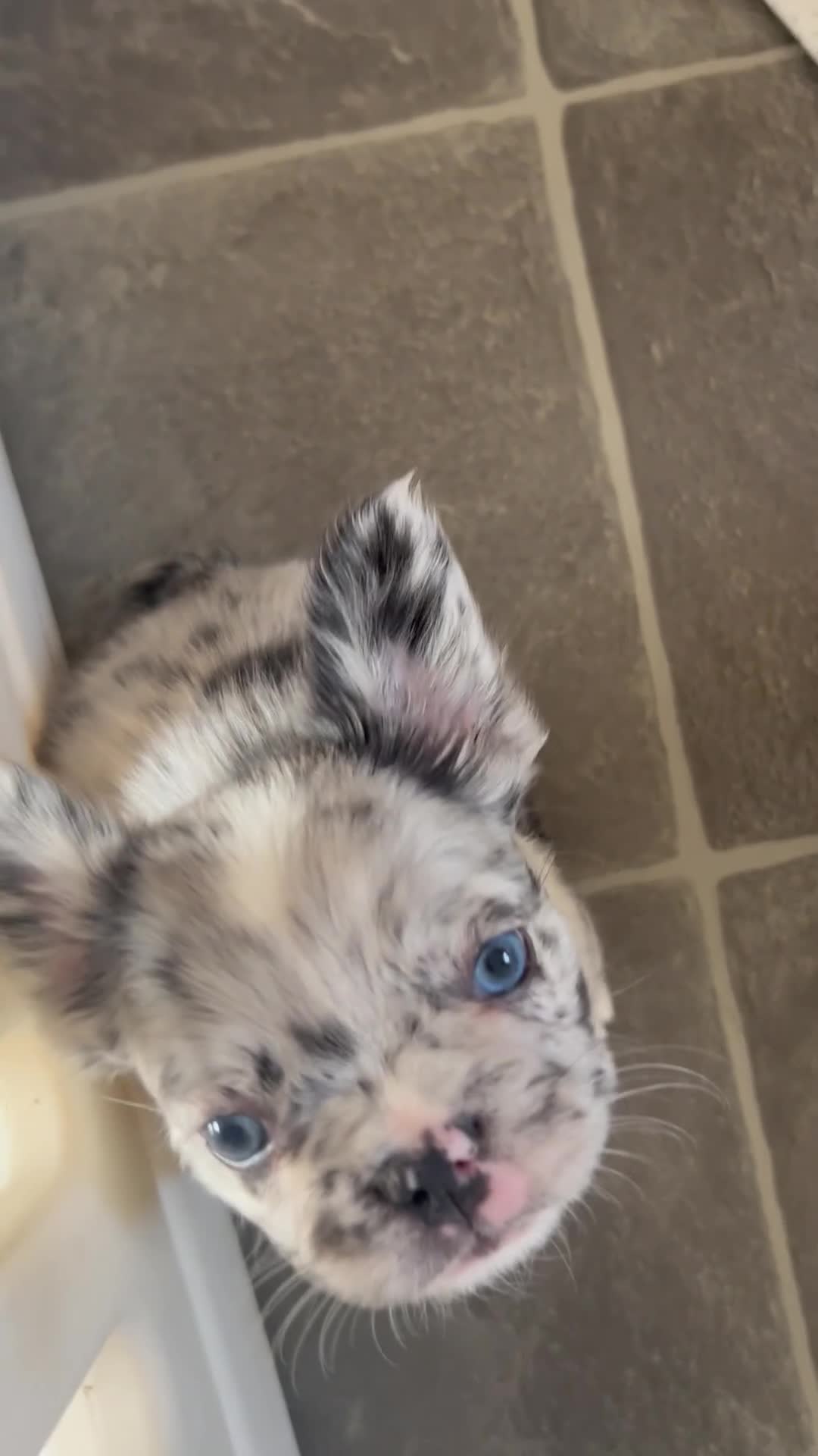 French Bulldog dogs for sale: Two, 10 Week Fluffy French Bulldogs  - Video 1