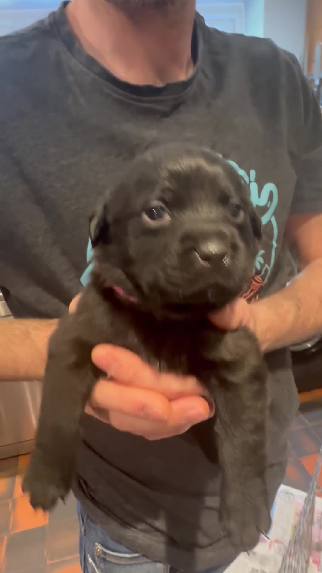 Mixed Breed dogs for sale: *1 MALE* Labrador X Rottweiler puppies for sale - Video 2
