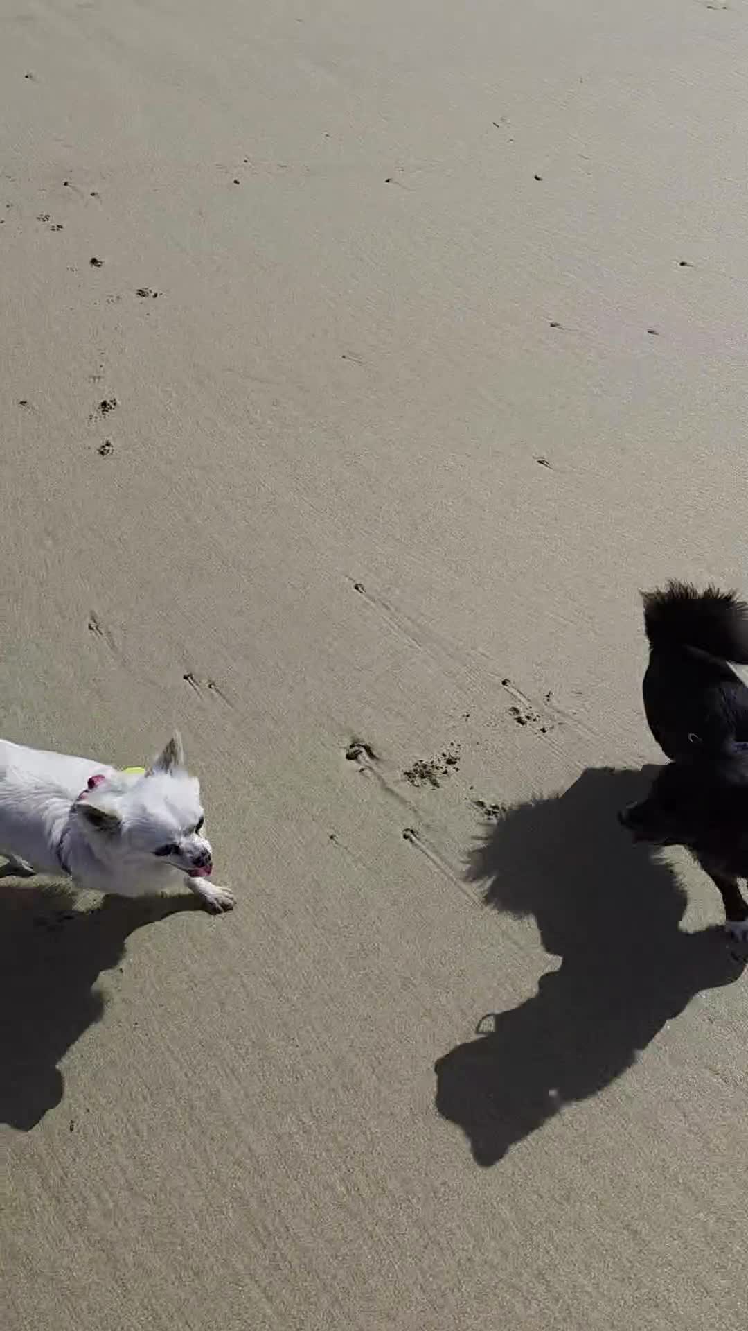 Chihuahua dogs for sale: Beautiful 3yr old Chihuahua for sale - Video 1