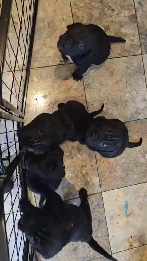 Mixed Breed dogs for sale: 6 shar poo puppys - Video 1