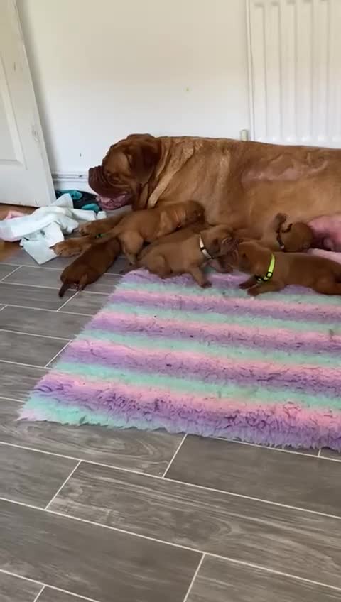 Dogue De Bordeaux dogs for sale: Stunning litter of puppies  - Video 1