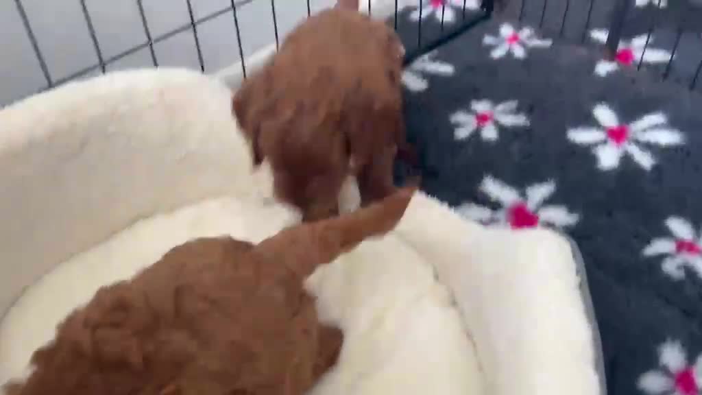 Cavapoo dogs for sale: Outstanding Teddy Bears  - Video 1