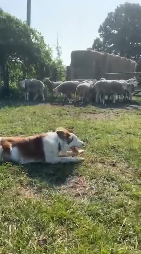 Border Collie dogs for sale: Beautiful Border Collie puppies  - Video 2