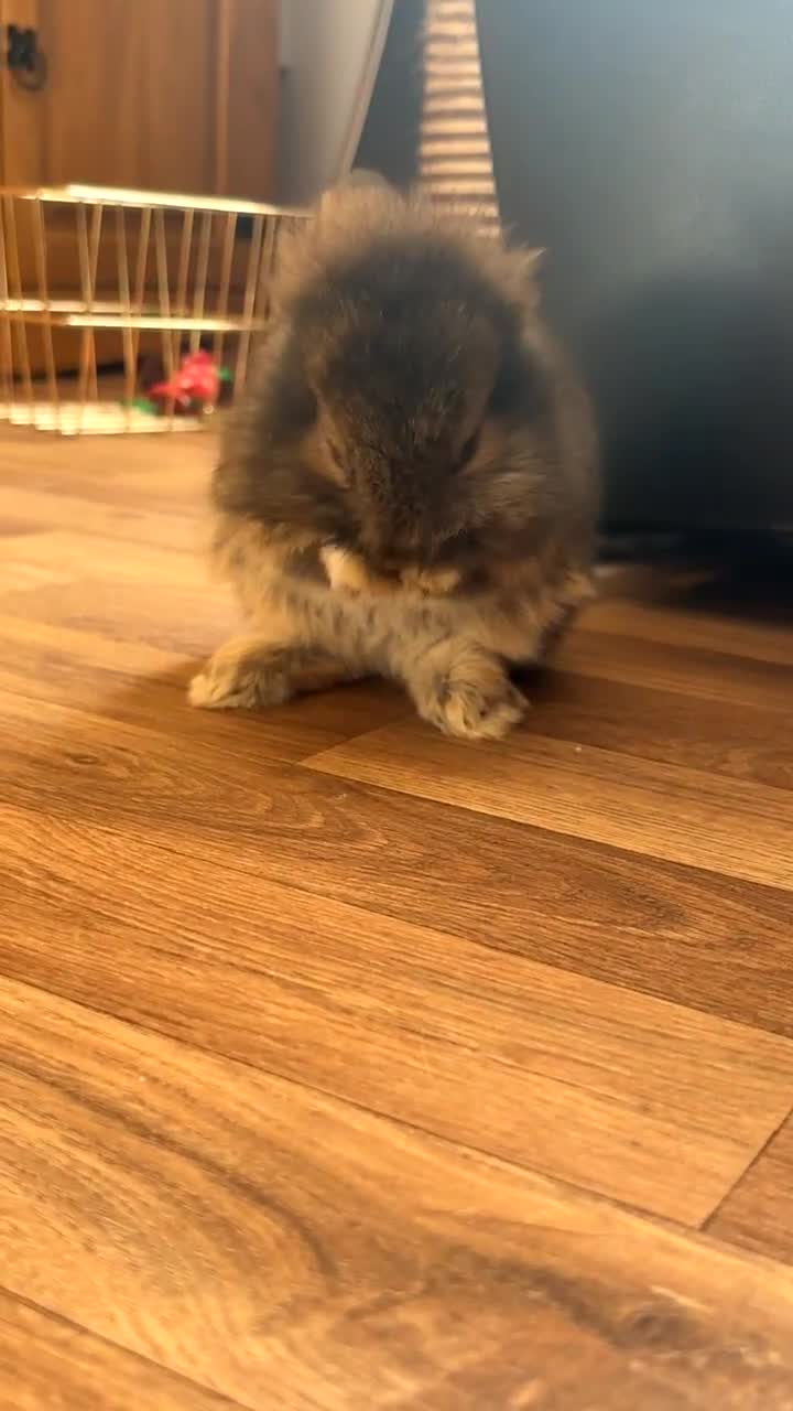 Mini Lion Lop rabbits for sale: 2 stunning babies looking for there forever home  - Video 2