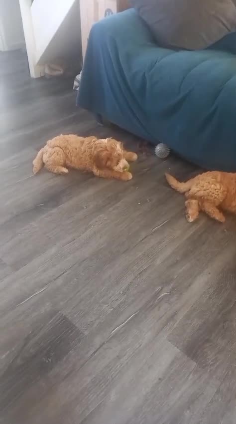 Cockapoo dogs for sale: Beutiful F2 cockapoo boys in Gateshead - Video 2