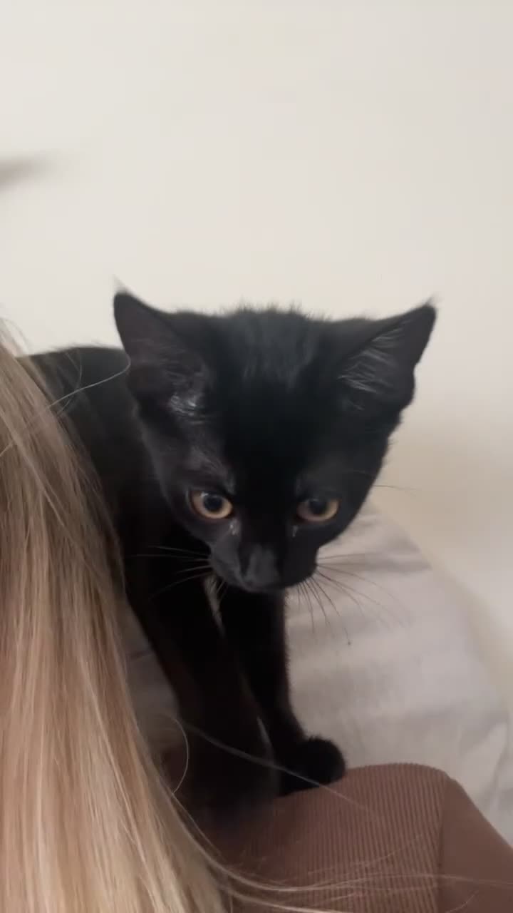 Mixed Breed cats for sale: Black Kitten - Video 1