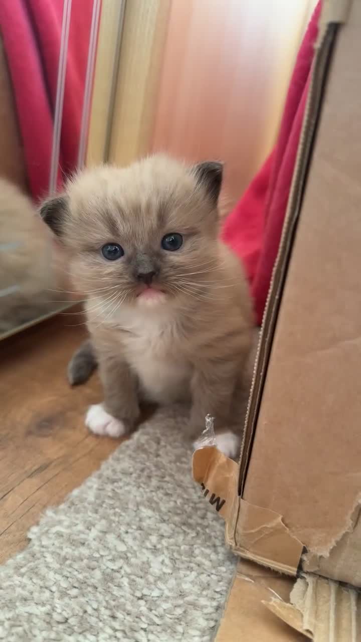 Ragdoll cats for sale: 2 Elegant Champion Bloodline Siblings  - Video 1