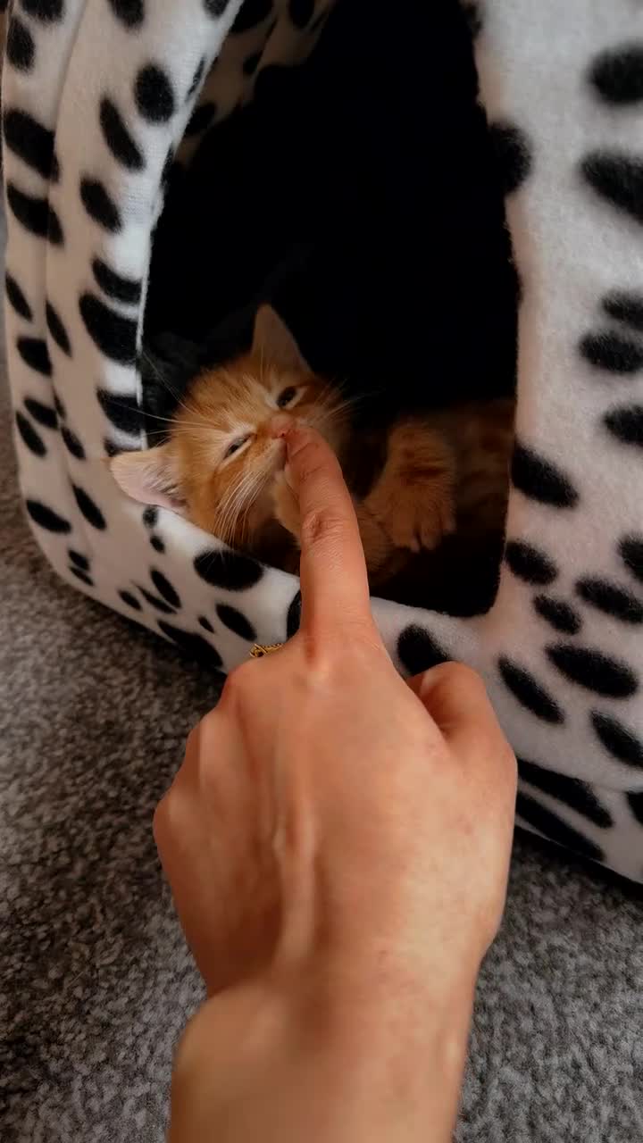 Mixed Breed cats for sale: Mixed breed persian Kitten in Leeds - Video 2