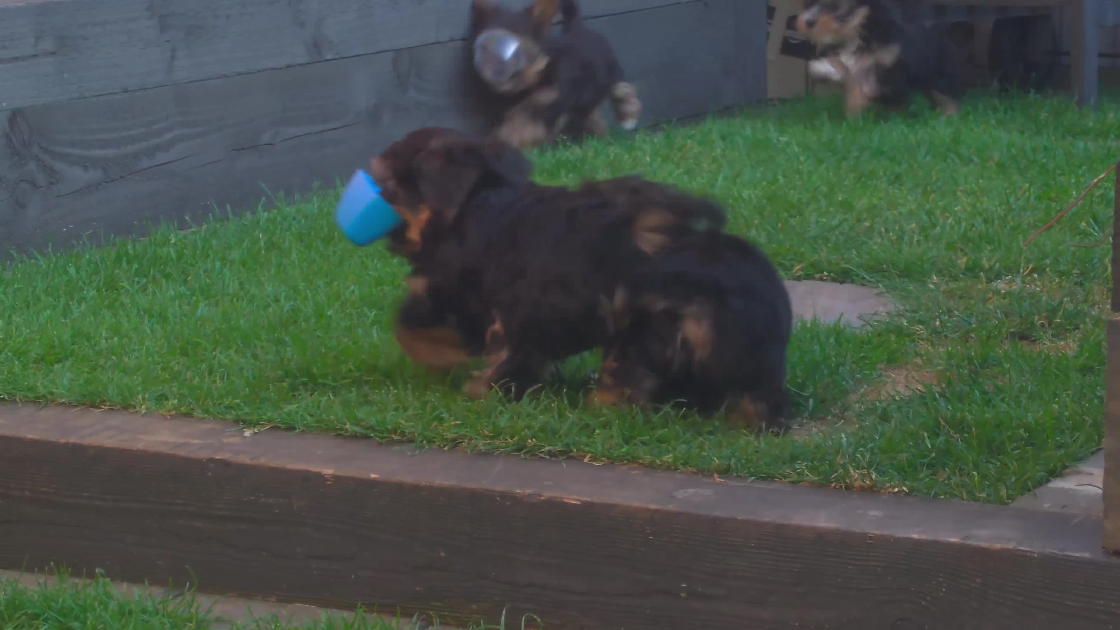 Yorkshire Terrier dogs for sale: Silver blue tan little girl left! - Video 3