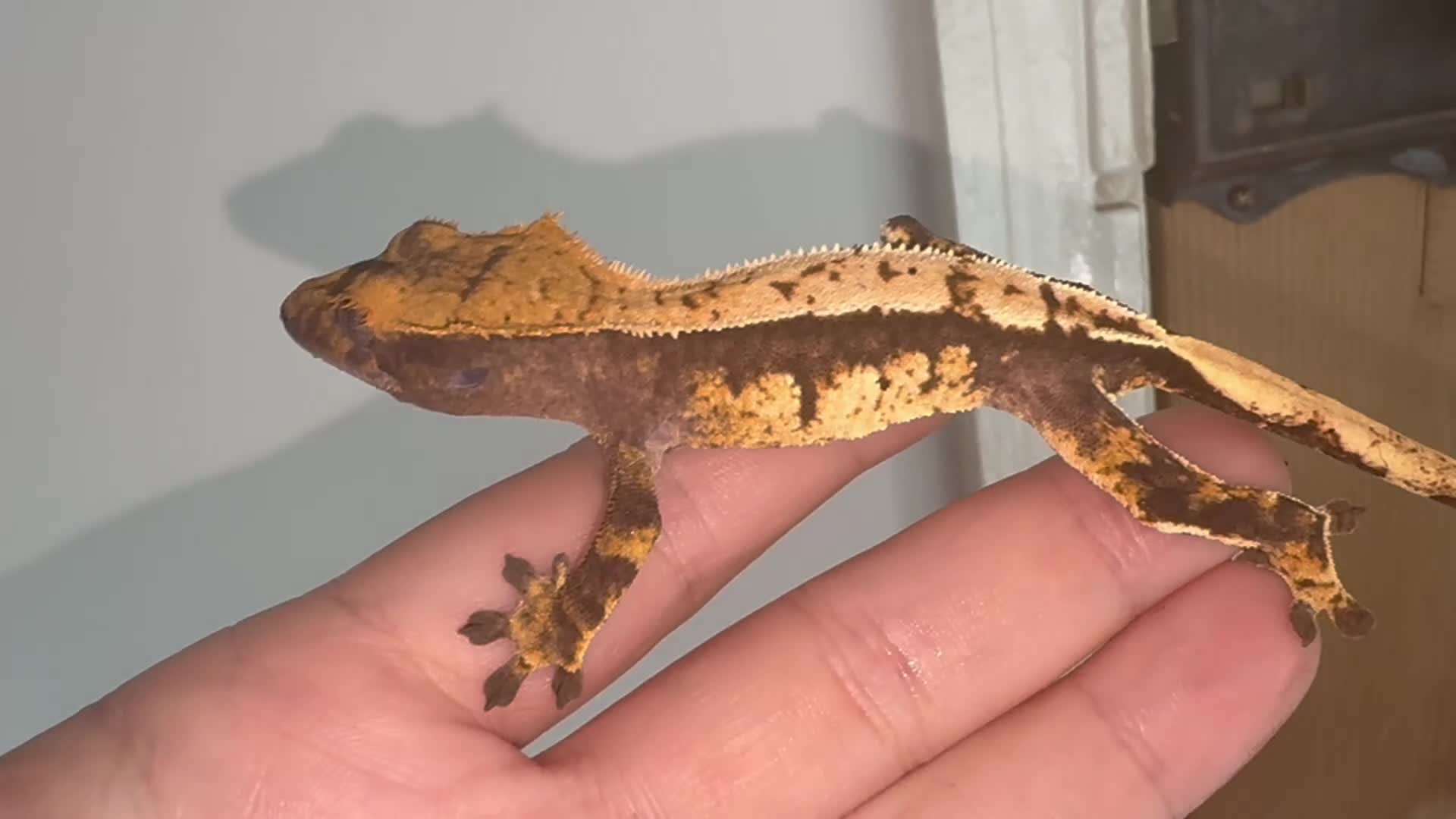 Gecko reptiles for sale: Crested geckos for sale! - Video 1