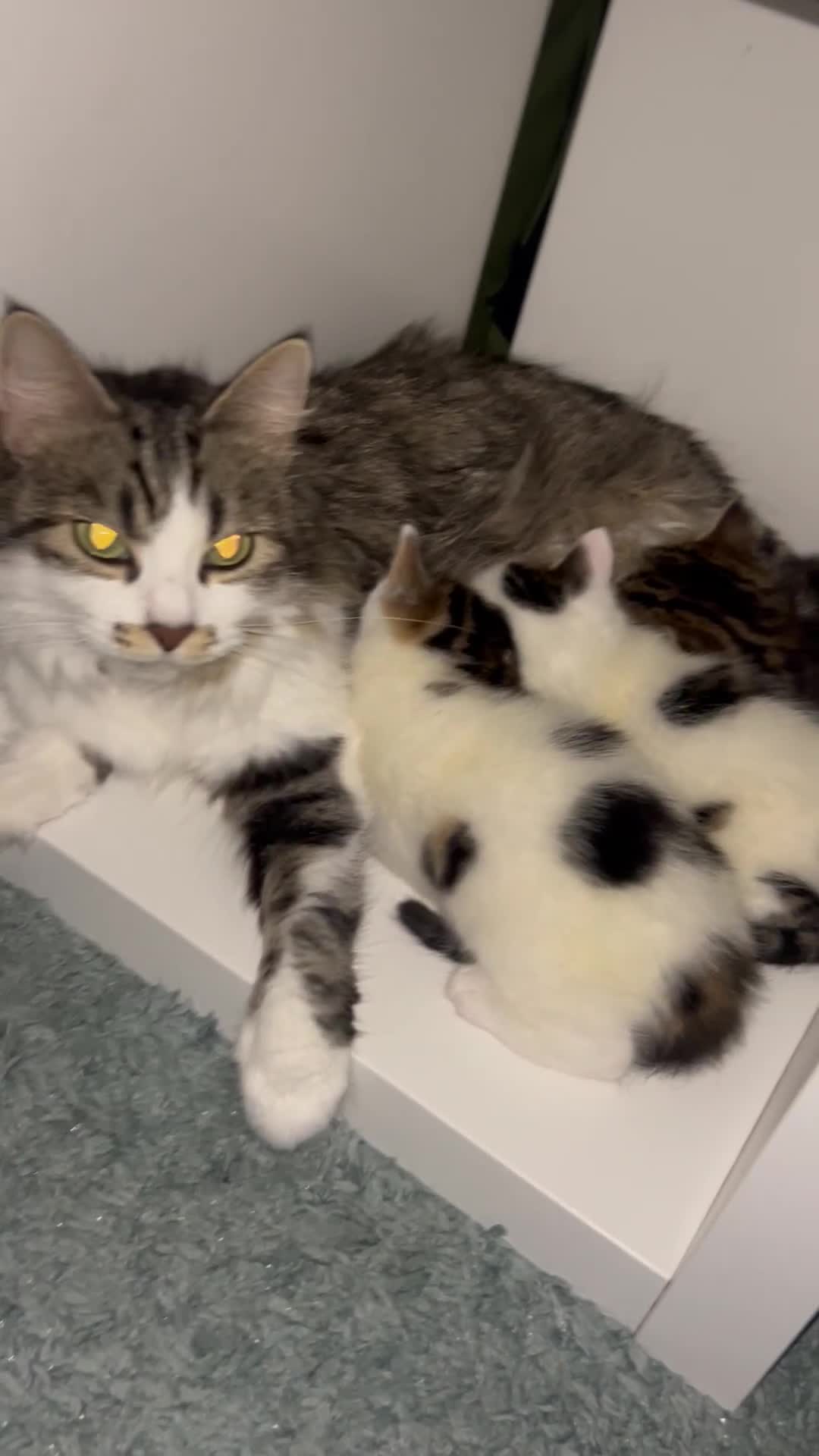 British Shorthair cats for sale: 3 beautiful boys and 1 girl - Video 1