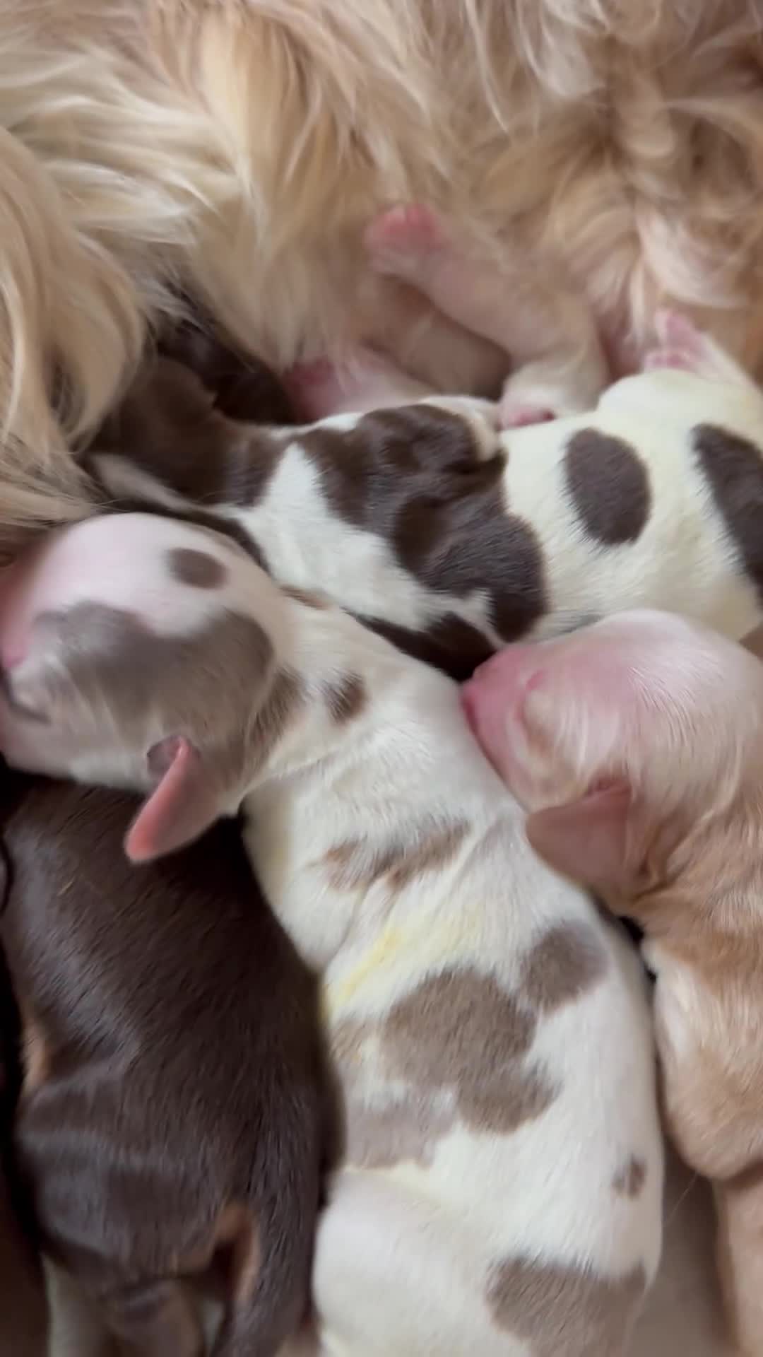 Cocker Spaniel dogs for sale: Show type cocker spaniels  - Video 3