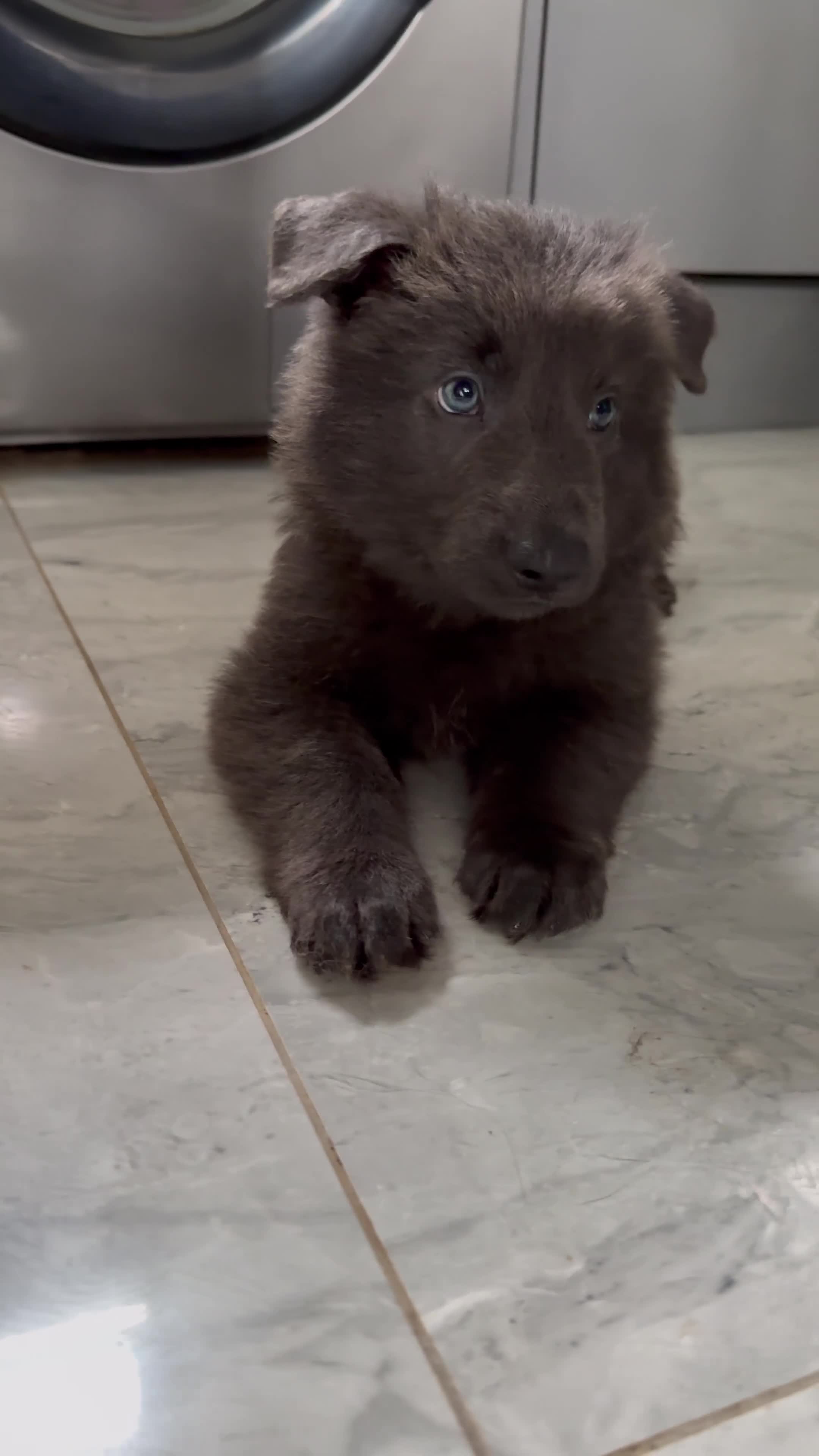German Shepherd dogs for sale: Stunning pedigree German shepherd puppies  - Video 1