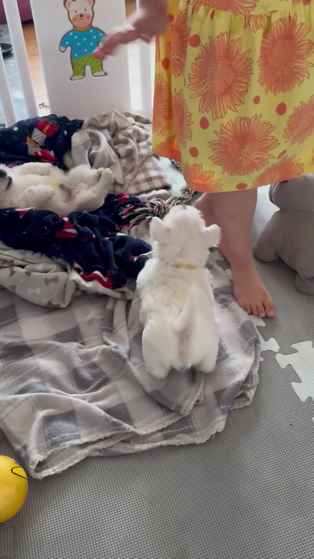 West Highland Terrier dogs for sale: KC West Highland Terrier pedigree puppies - Video 2