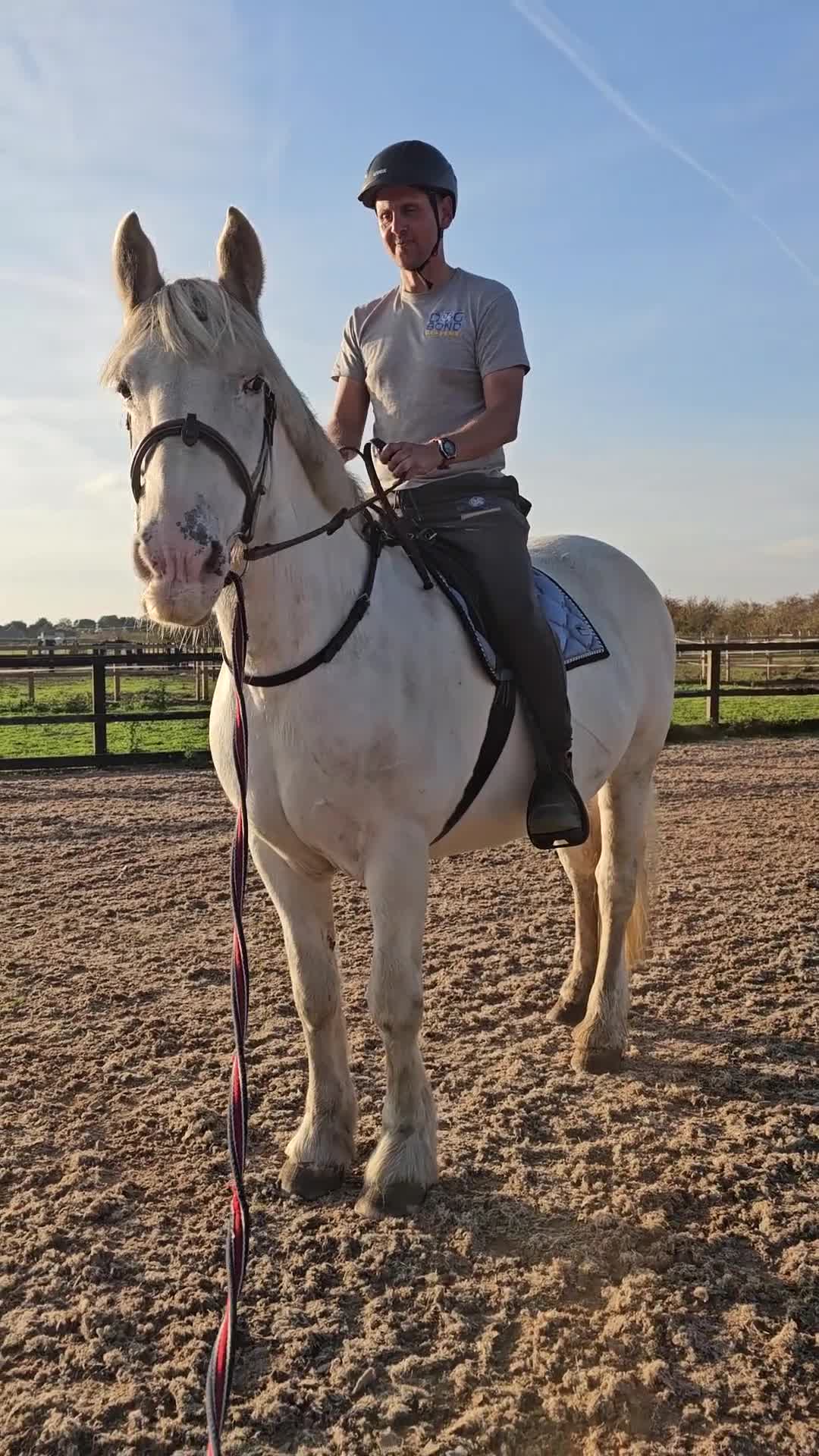 Irish Cob horses for sale: 16hh ex trekking cob mare  - Video 1