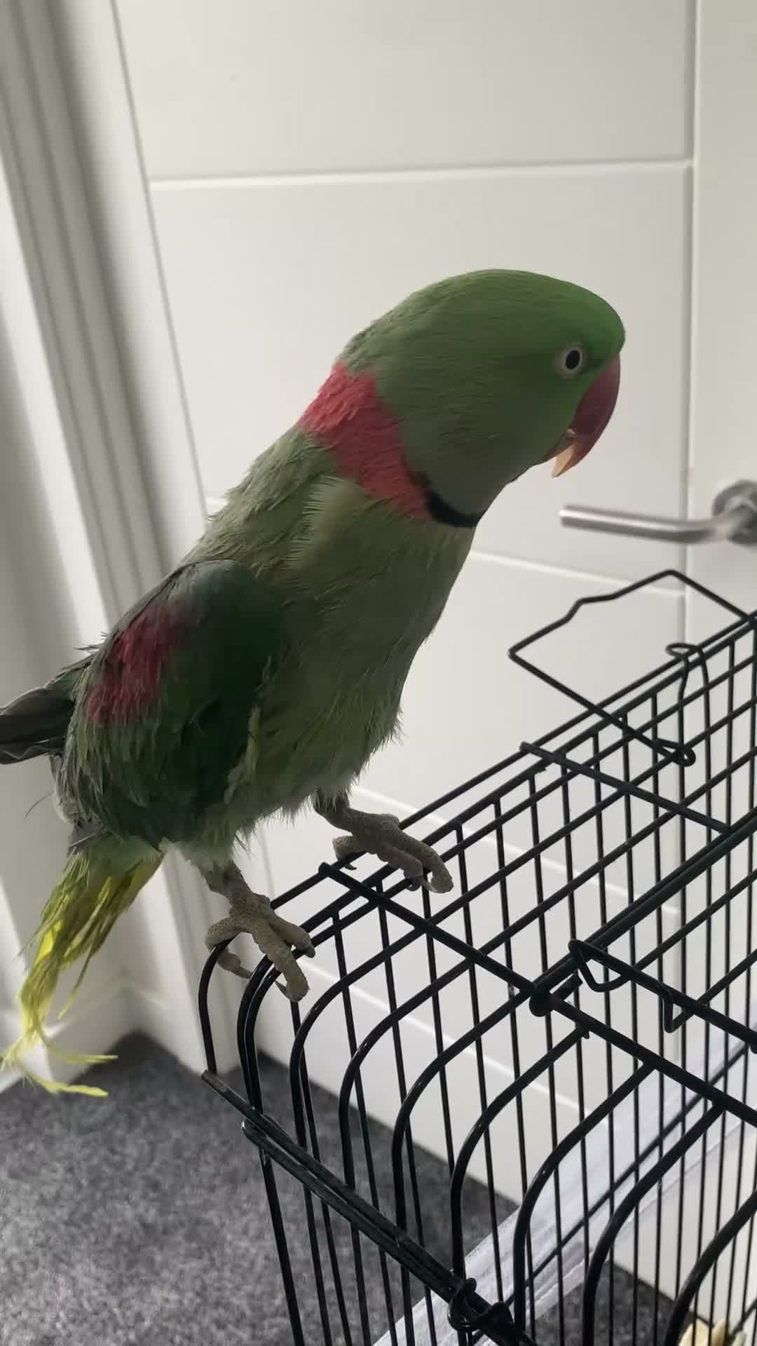 Parrots birds for sale: Tamed Alexandrine Parrot in Manchester - Video 1