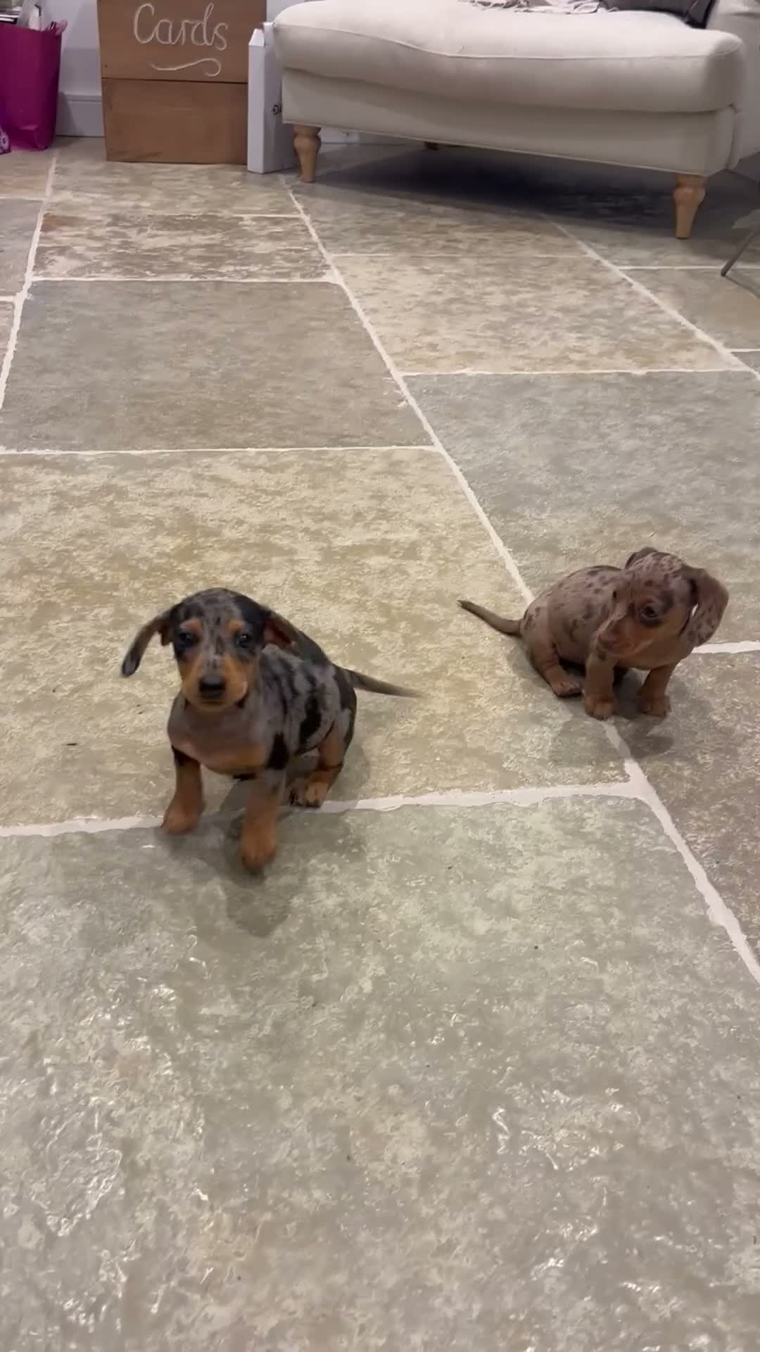 Miniature Dachshund dogs for sale: 2 stunning dapple miniature dachshunds  - Video 1