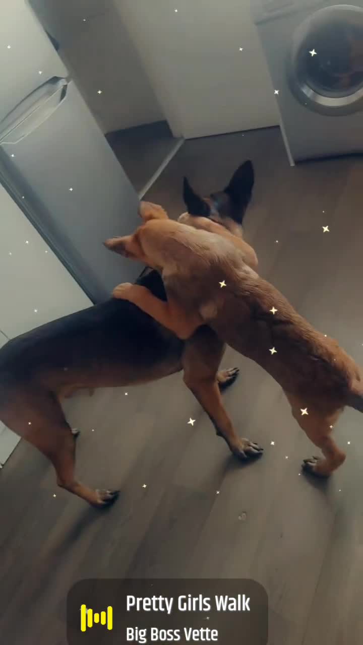 Belgian Shepherd Dog dogs for sale: Belgium malinois puppies  - Video 1