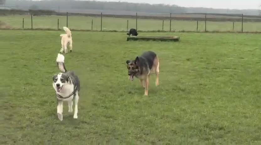 Mixed Breed dogs for sale: Meet wonderful Nala! - Video 2