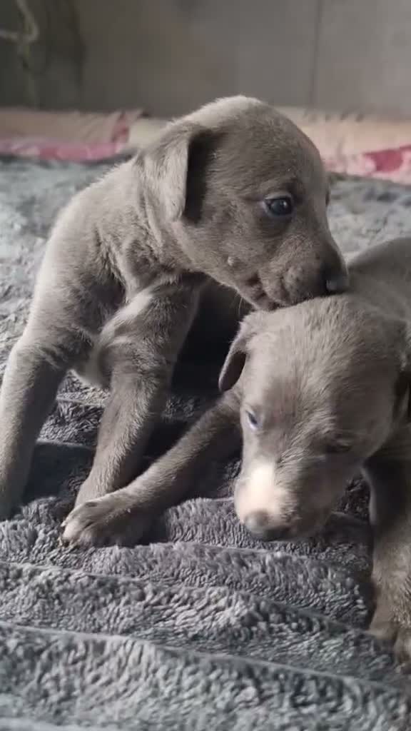 Whippet dogs for sale: Whippet puppies show background  - Video 2