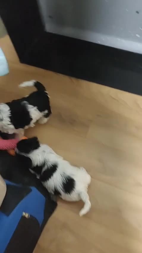 Havanese dogs for sale: Beautiful Havanese Puppies Ready Now - Video 1