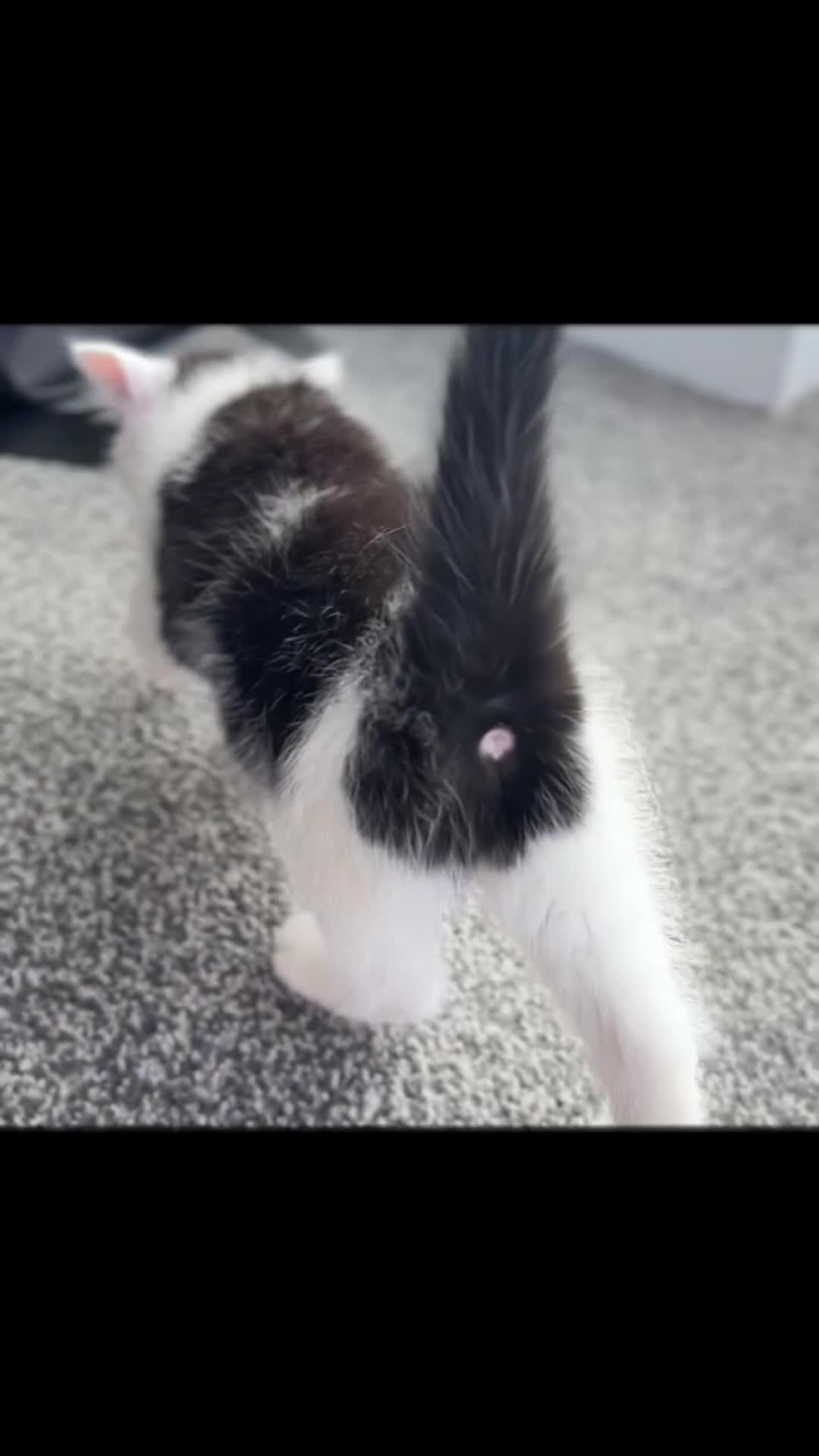 Mixed Breed cats for sale: Scotish straight and mixed  - Video 4